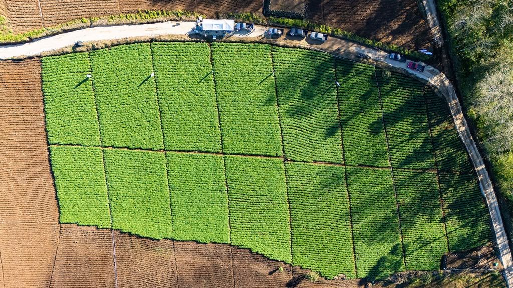 Alianzas agrícolas Prohorca Honduras